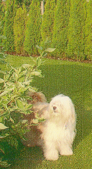 aron7.gif(61 kb)